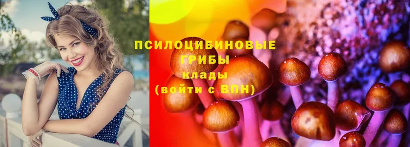 Псилоцибиновые грибы Cubensis  Химки 